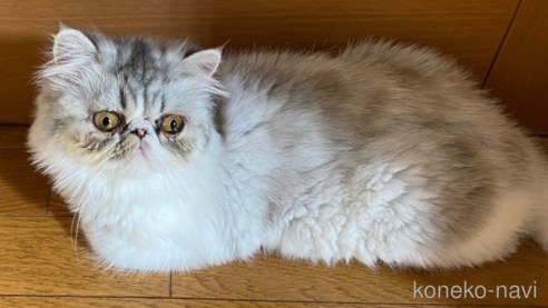 すいちゃん1枚目