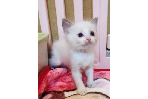 成約済の奈良県のラグドール-88749の13枚目