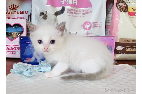 成約済の奈良県のラグドール-88749の11枚目