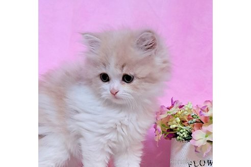 成約済の群馬県のミヌエット-86006の4枚目