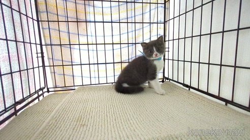 成約済の茨城県のブリティッシュショートヘア-76573の1枚目