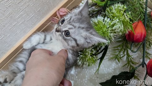 成約済の広島県のスコティッシュフォールド-85440の20枚目