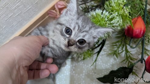 成約済の広島県のスコティッシュフォールド-85440の21枚目