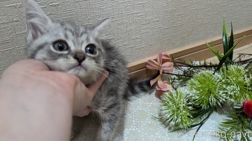 成約済の広島県のスコティッシュフォールド-85440の19枚目