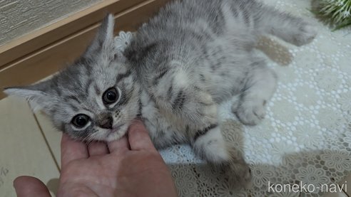 成約済の広島県のスコティッシュフォールド-85440の14枚目