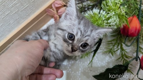 成約済の広島県のスコティッシュフォールド-85440の15枚目