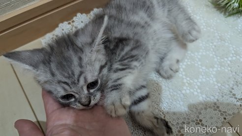 成約済の広島県のスコティッシュフォールド-85440の16枚目