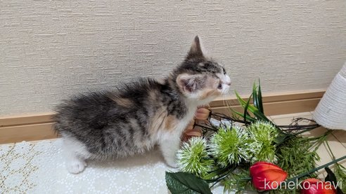 成約済の広島県のスコティッシュフォールド-85433の34枚目