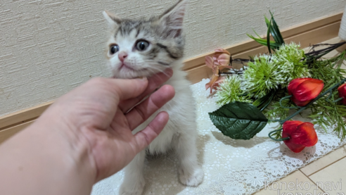 成約済の広島県のスコティッシュフォールド-85433の26枚目