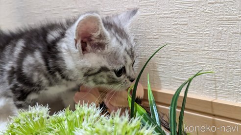 成約済の広島県のスコティッシュフォールド-85437の18枚目