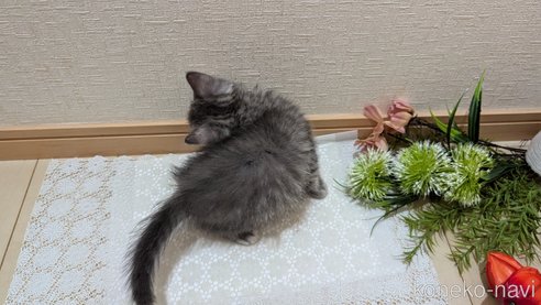 成約済の広島県のスコティッシュフォールド-85435の19枚目