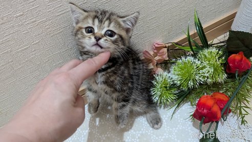 成約済の広島県のスコティッシュフォールド-85438の28枚目