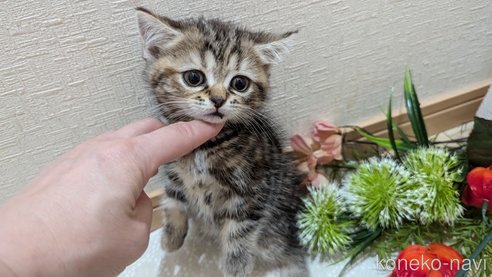 成約済の広島県のスコティッシュフォールド-85438の29枚目
