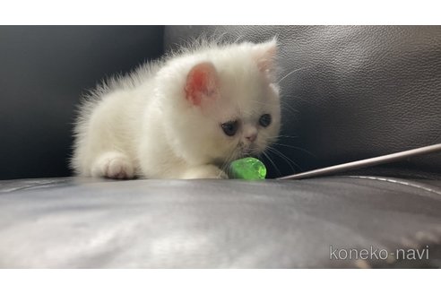 成約済の愛知県のエキゾチックショートヘア-86262の3枚目