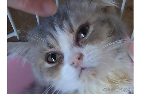 成約済の京都府のマンチカン-88772の1枚目