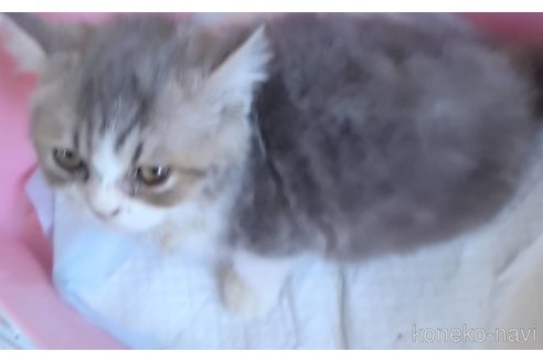 成約済の京都府のマンチカン-88772の6枚目