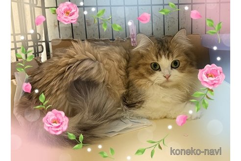 シェリーちゃん1枚目