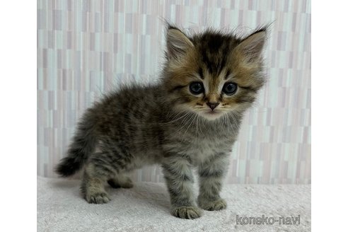 成約済の千葉県のスコティッシュフォールド-88784の2枚目