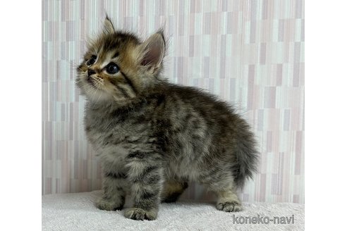 成約済の千葉県のスコティッシュフォールド-88784の3枚目