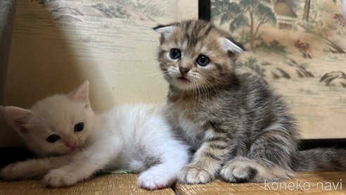 成約済の鹿児島県のスコティッシュフォールド(折れ耳)-85846の4枚目