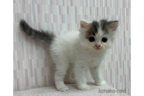 成約済の千葉県のスコティッシュフォールド-88785の2枚目