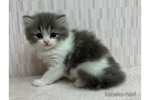 成約済の千葉県のミヌエット-88786の2枚目