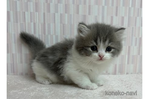 成約済の千葉県のミヌエット-88786の3枚目