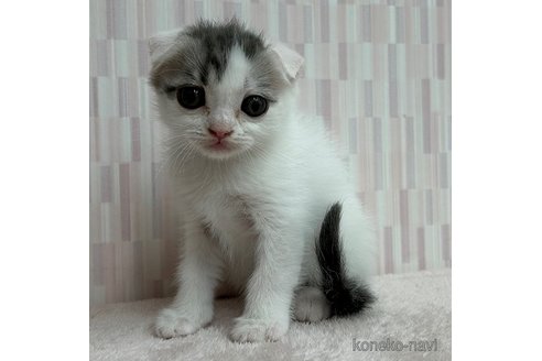 成約済の千葉県のスコティッシュフォールド(折れ耳)-88788の3枚目