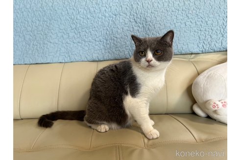 シジミちゃん1枚目