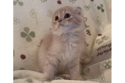 成約済の埼玉県のスコティッシュフォールド-85260の3枚目