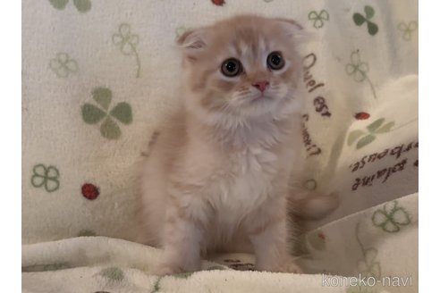 成約済の埼玉県のスコティッシュフォールド-85260の2枚目