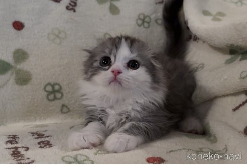 成約済の埼玉県のスコティッシュフォールド-88824の5枚目