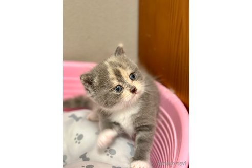 成約済の香川県のミヌエット-88834の5枚目