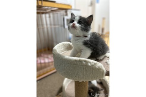 成約済の岡山県のノルウェージャンフォレストキャット-88847の3枚目
