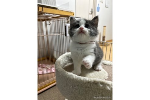 成約済の岡山県のノルウェージャンフォレストキャット-88847の4枚目
