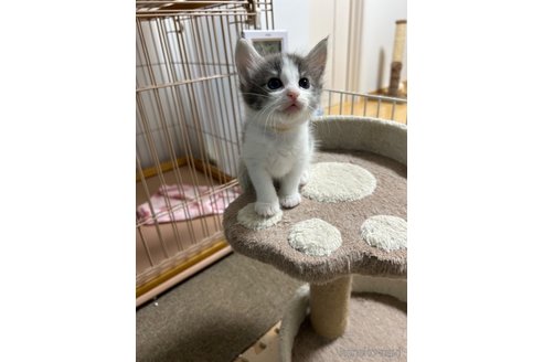 成約済の岡山県のノルウェージャンフォレストキャット-88846の4枚目
