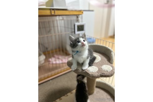 成約済の岡山県のノルウェージャンフォレストキャット-88870の3枚目