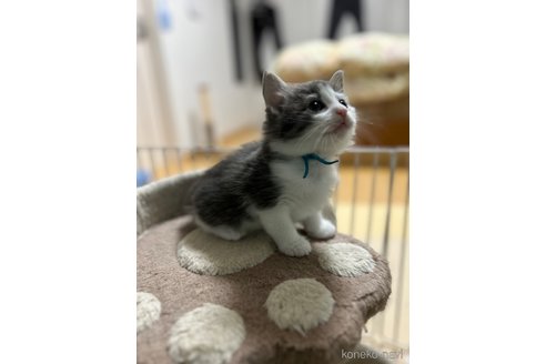 成約済の岡山県のノルウェージャンフォレストキャット-88870の4枚目