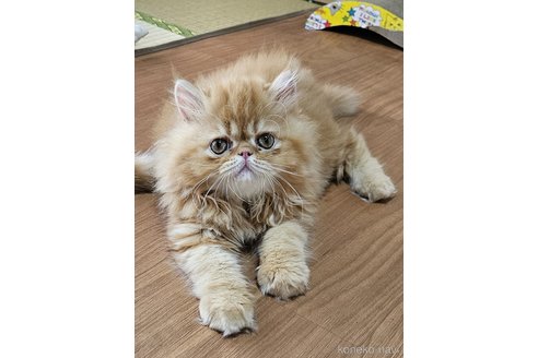 成約済の千葉県のエキゾチックショートヘア-84715の4枚目