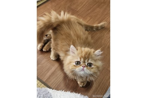 成約済の千葉県のエキゾチックショートヘア-84715の3枚目
