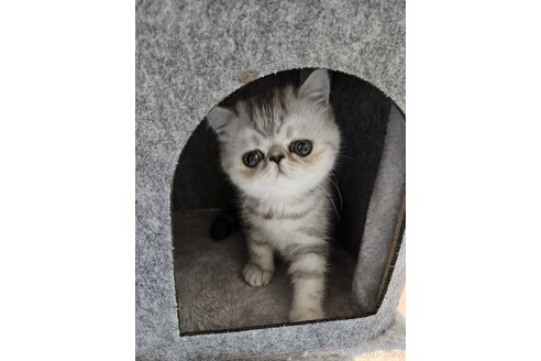千葉県のエキゾチックショートヘア｜女の子・2024/04/19生まれ・まん丸、懐きます❗（子猫ID：88875）｜子猫ブリーダーナビ