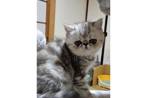 成約済の千葉県のエキゾチックショートヘア-88875の3枚目