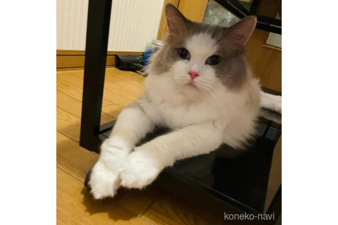 ニアくん1枚目
