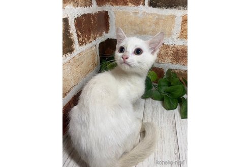 成約済の岐阜県のマンチカン-88893の4枚目