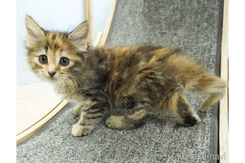成約済の千葉県のノルウェージャンフォレストキャット-88940の6枚目