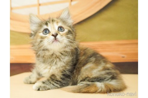 成約済の千葉県のノルウェージャンフォレストキャット-88940の4枚目