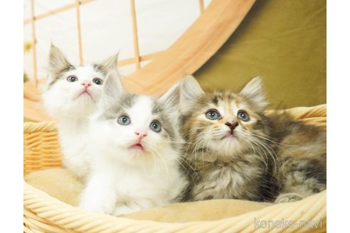 成約済の千葉県のノルウェージャンフォレストキャット-88940の5枚目