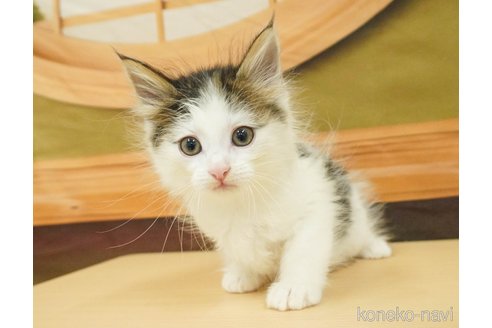 成約済の千葉県のノルウェージャンフォレストキャット-88941の6枚目