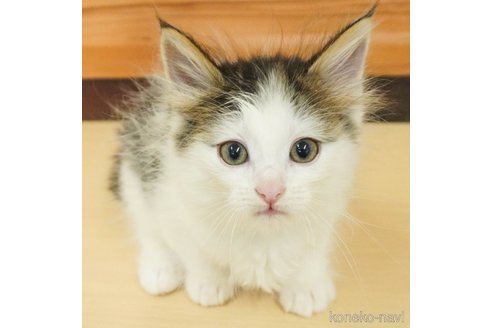 成約済の千葉県のノルウェージャンフォレストキャット-88941の1枚目