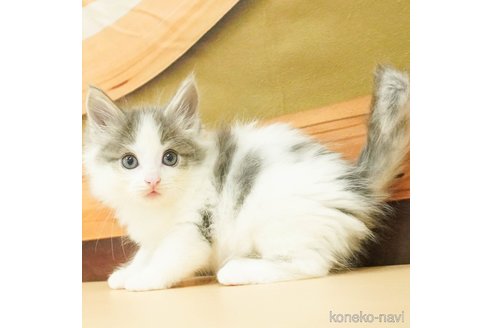 成約済の千葉県のノルウェージャンフォレストキャット-88943の4枚目